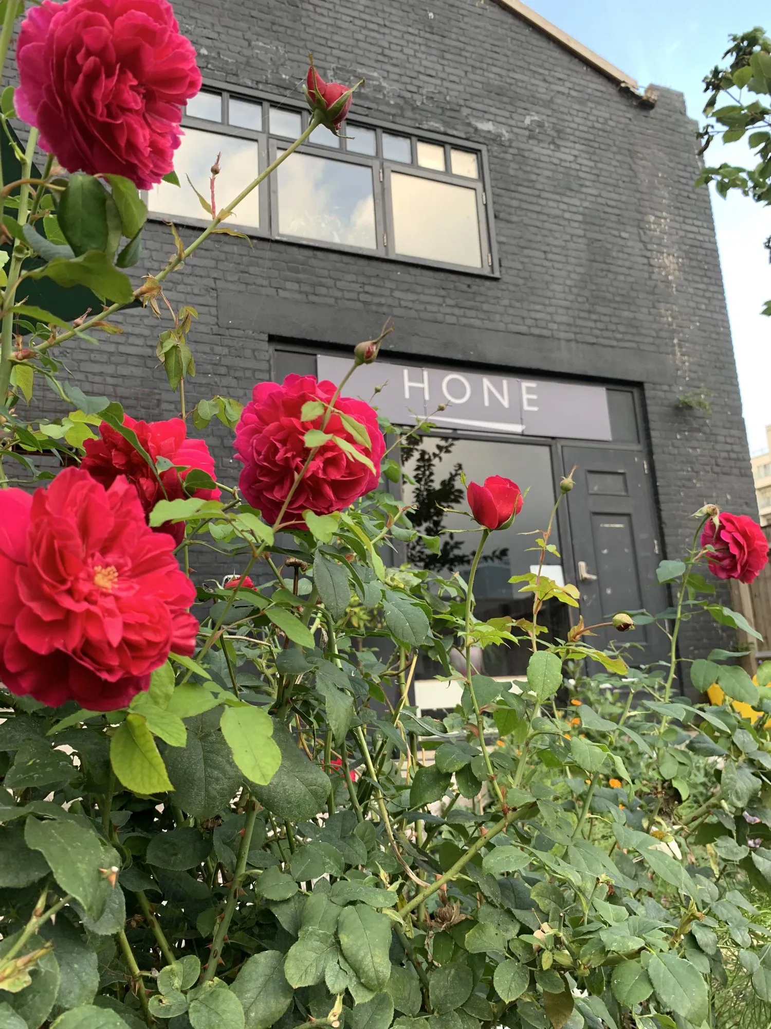The Hone sign over the door at Limehouse, roses in front